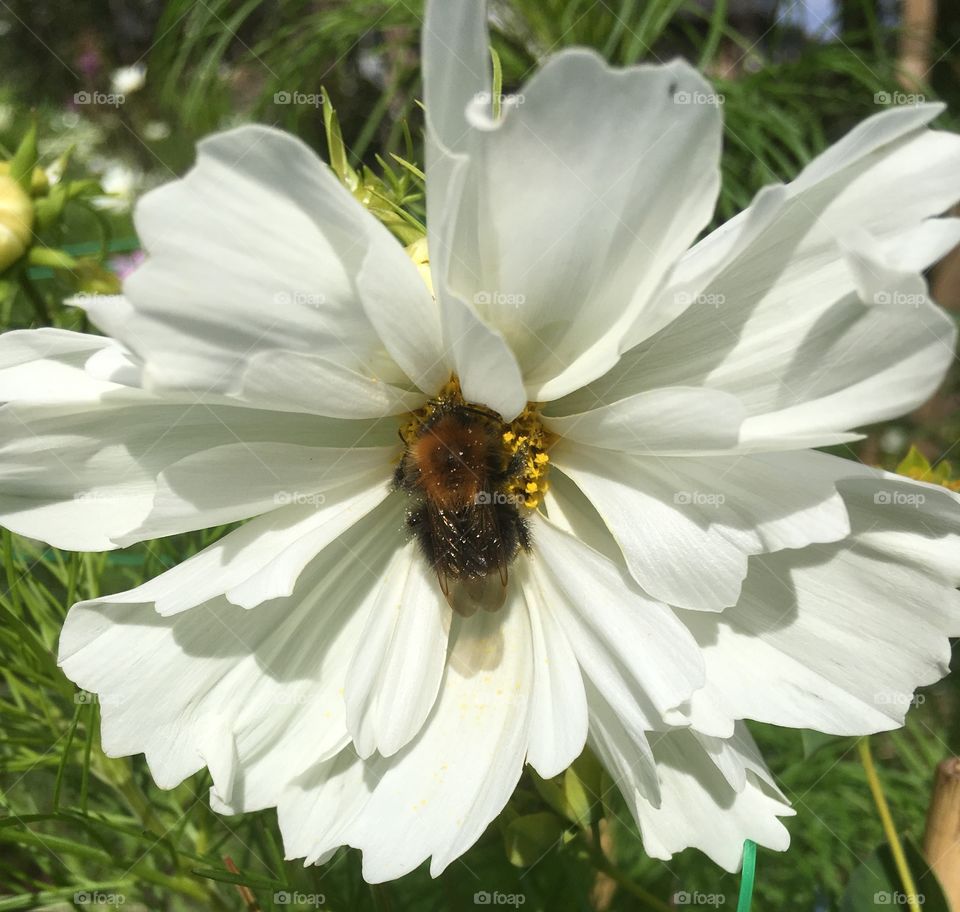 A bee enjoying this cosmos in the summer garden on a sunny day