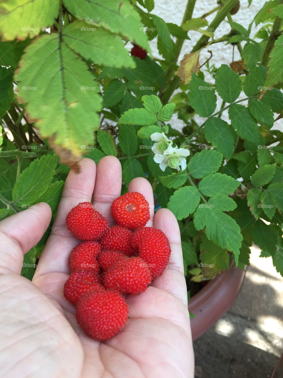 Berries 