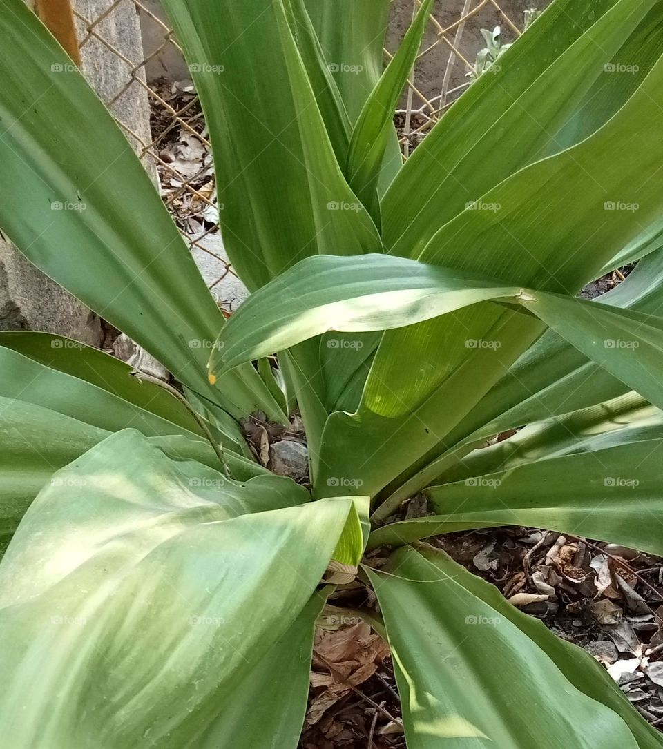 Beautiful plant having green big leaves, decorating my beautiful garden.