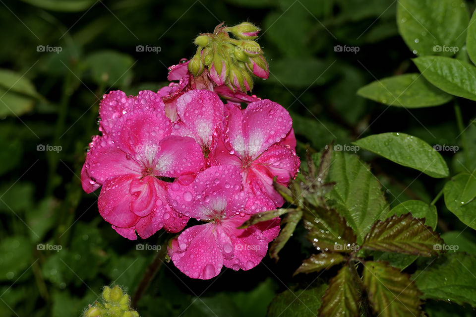 Pink Geranium flower in the rain with wild green plants background.