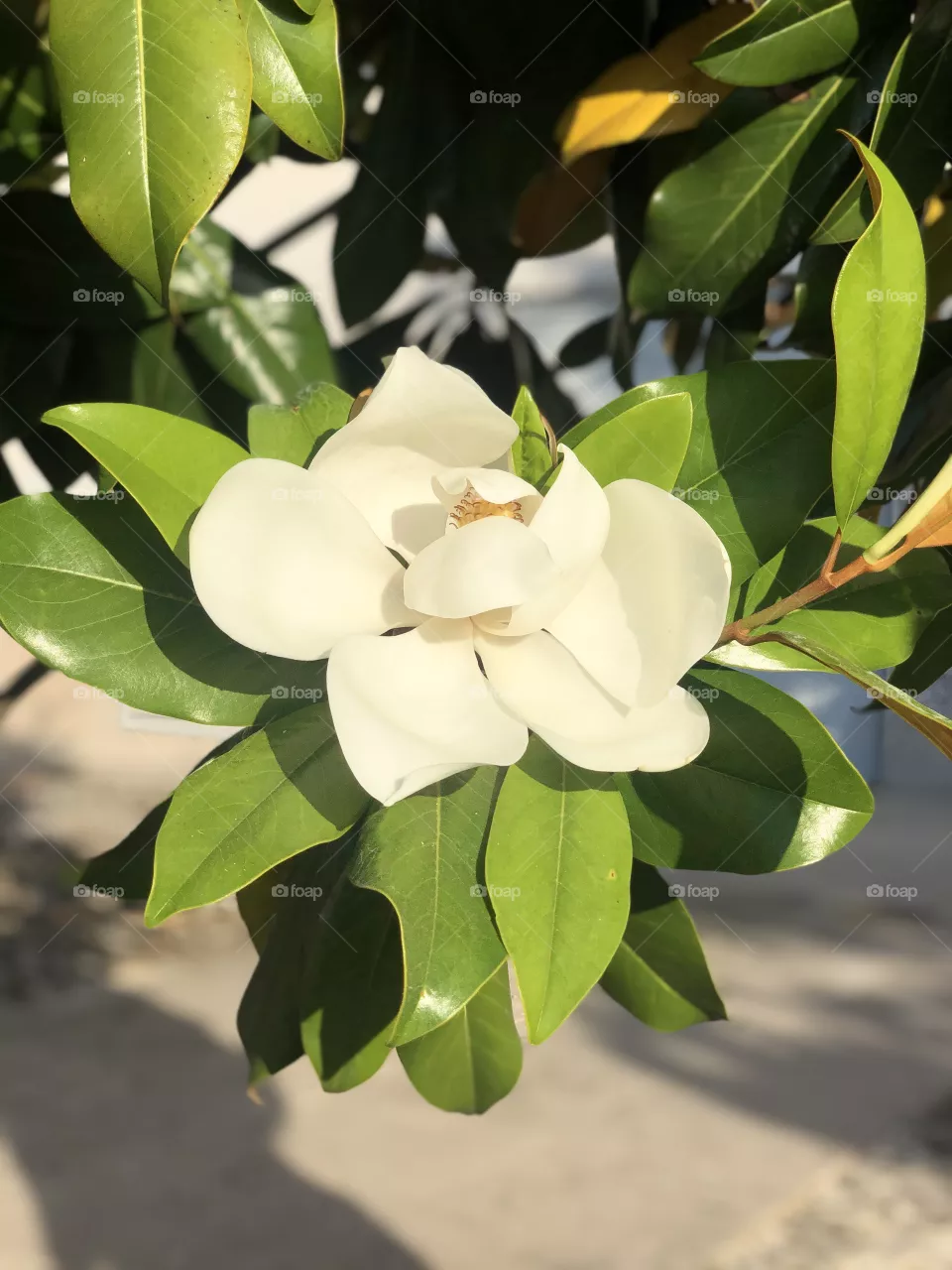 The beauty of white flowers