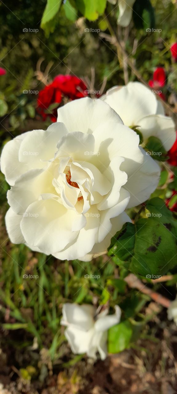 for you from Jordan 🇯🇴