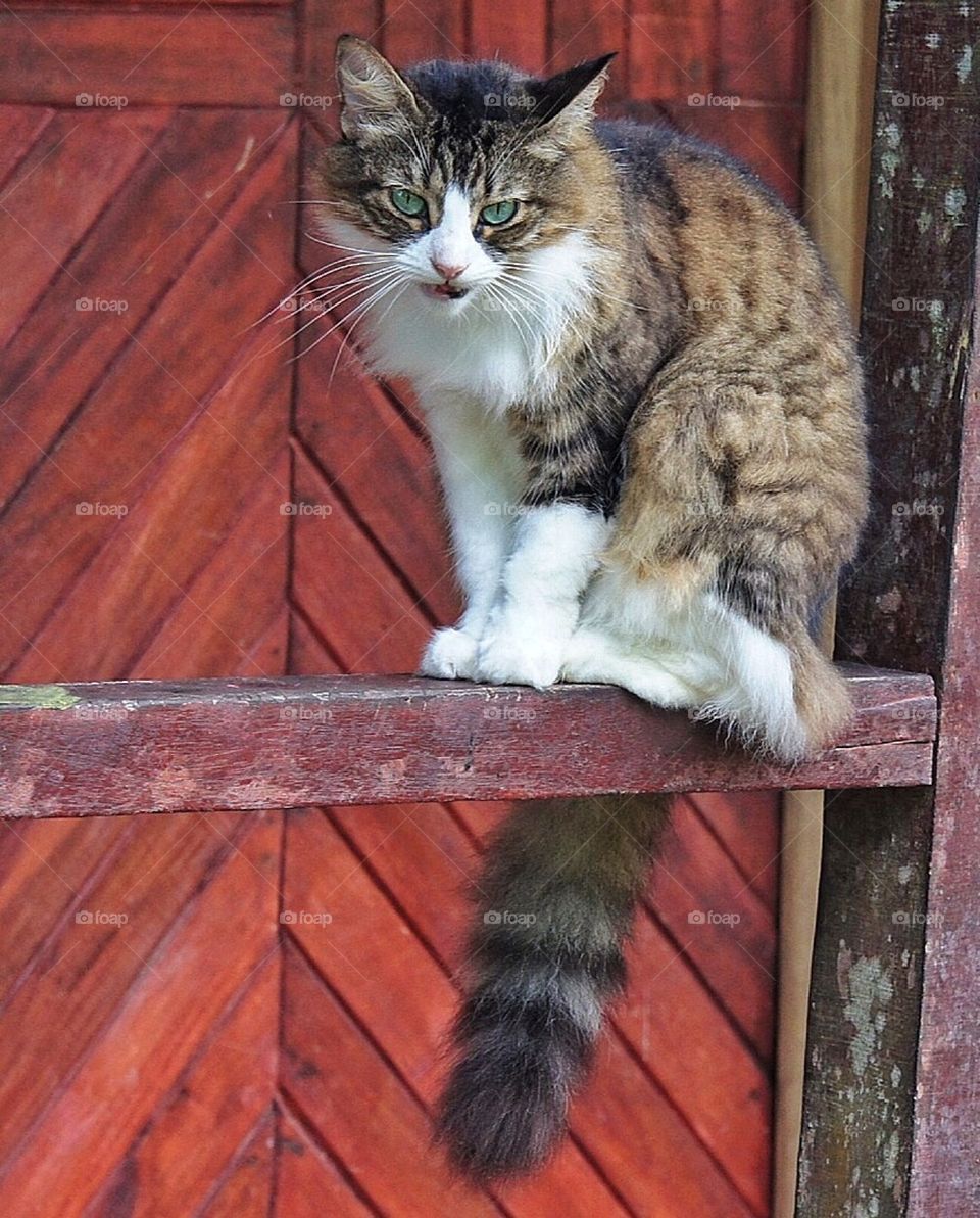 Cat on a porch