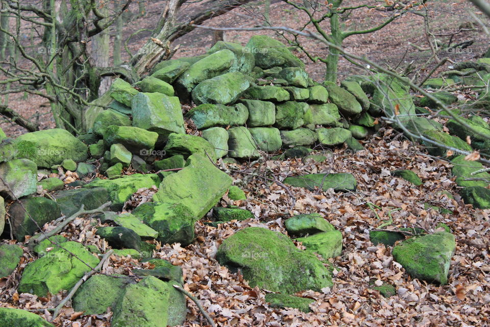 Ancient wall in the Ancient woods