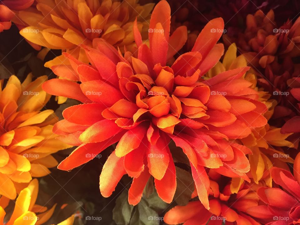 Bright, orange flowers 