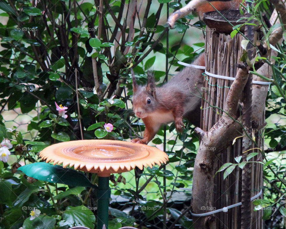 Squirrel looks like sweet