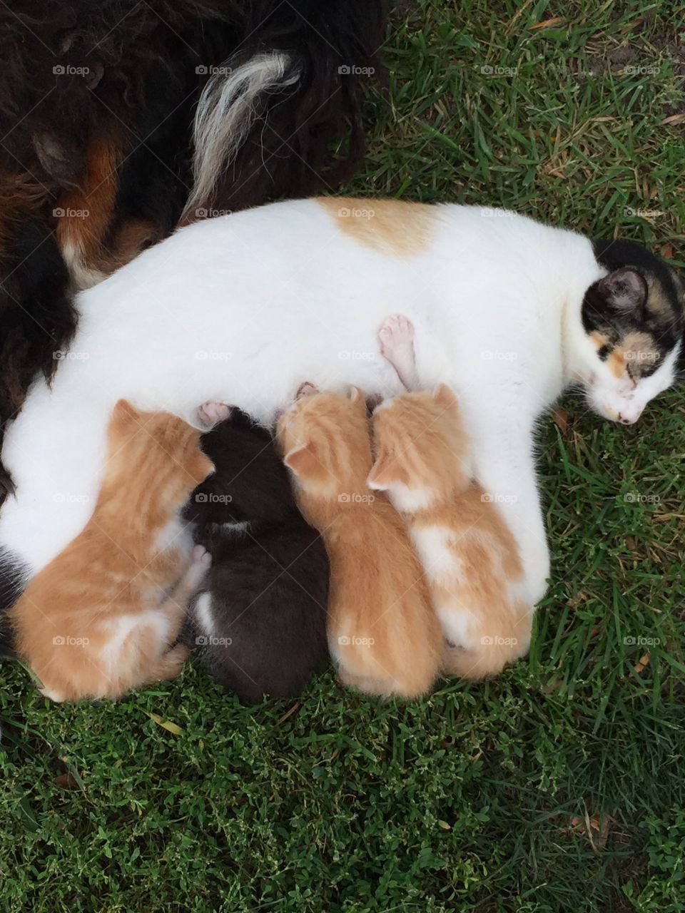 Momma and kittens 