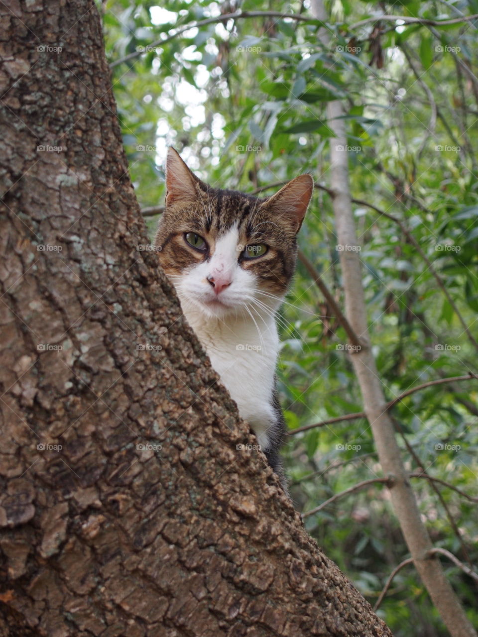 Domestic cat standing behind tree