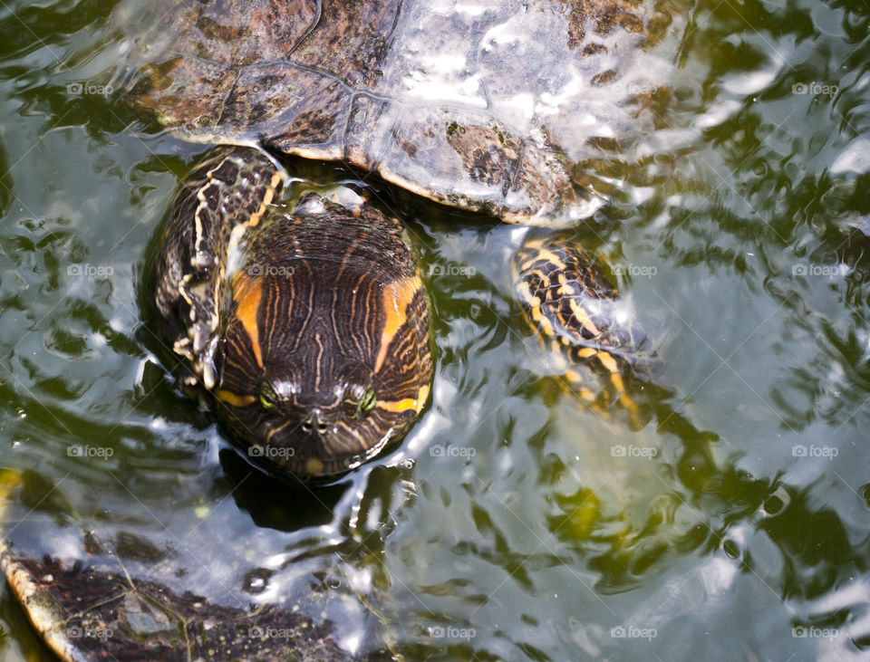 This is from a recent trip to the Puerto Vallarta Zoo. We were so close to the animals through out our walk that I never had to switch out my 50mm lens. There were so many fish and turtles feeding in this spot you probably could have walked on their backs.