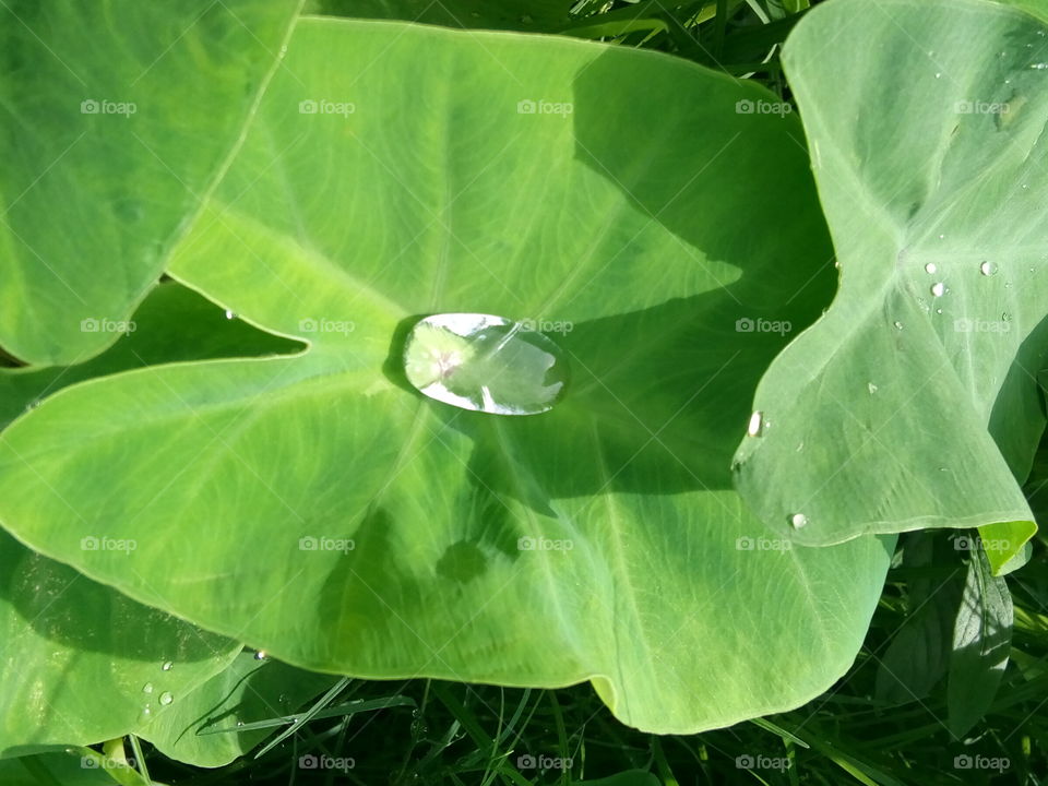 Water in leaf