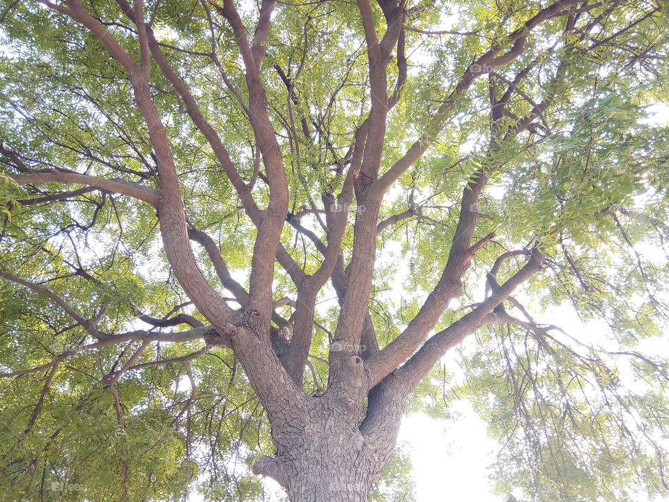 this is antique tree.