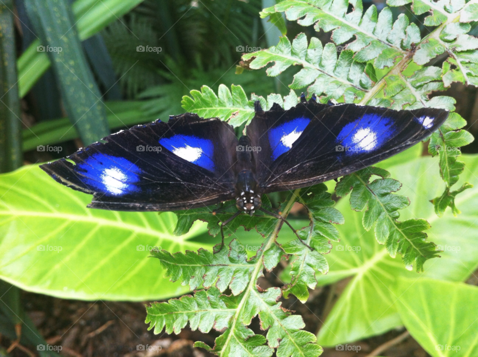 nature butterfly colour sydney wildlife world by kar1981