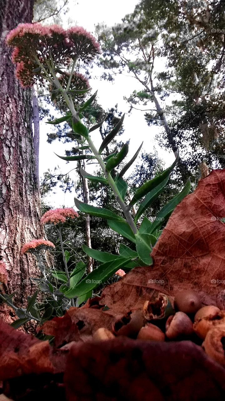 pine nuts lake nuts acorns on a bed of leaves in the autumn pink flowers in the background