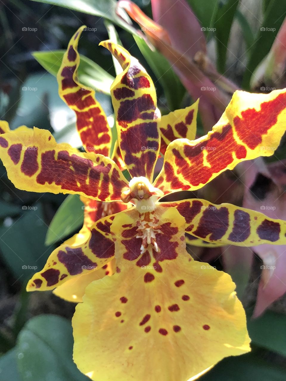 Orchids at Reptile Gardens
