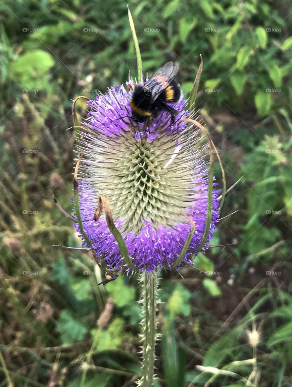 Bee of a thistle