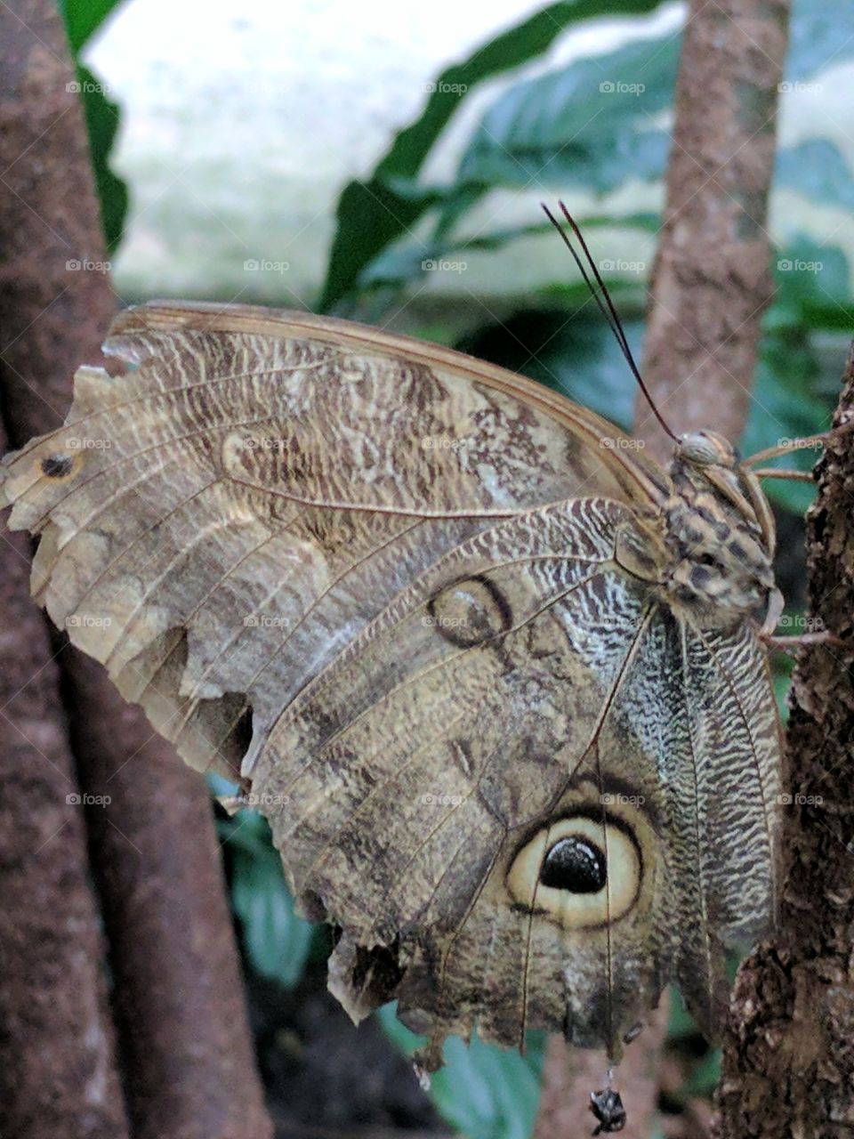 huge owl butterfly