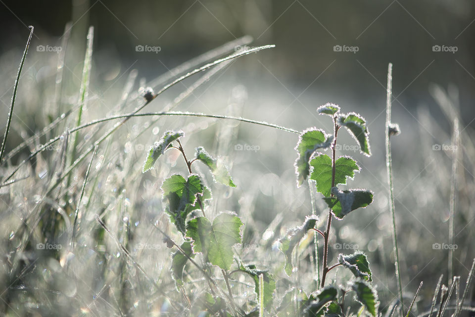 Small tree birch in frost morning