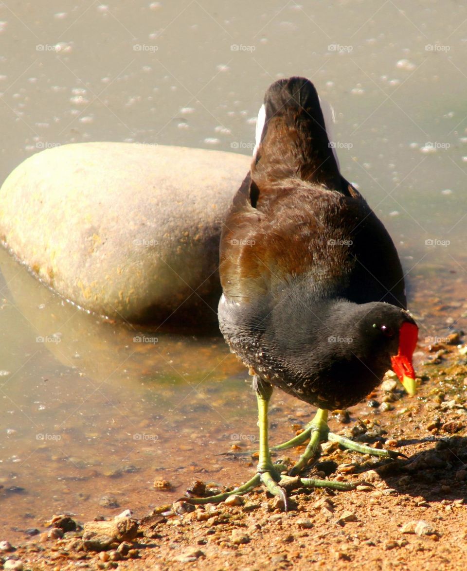 Moorhen Walking on the Lakeshore