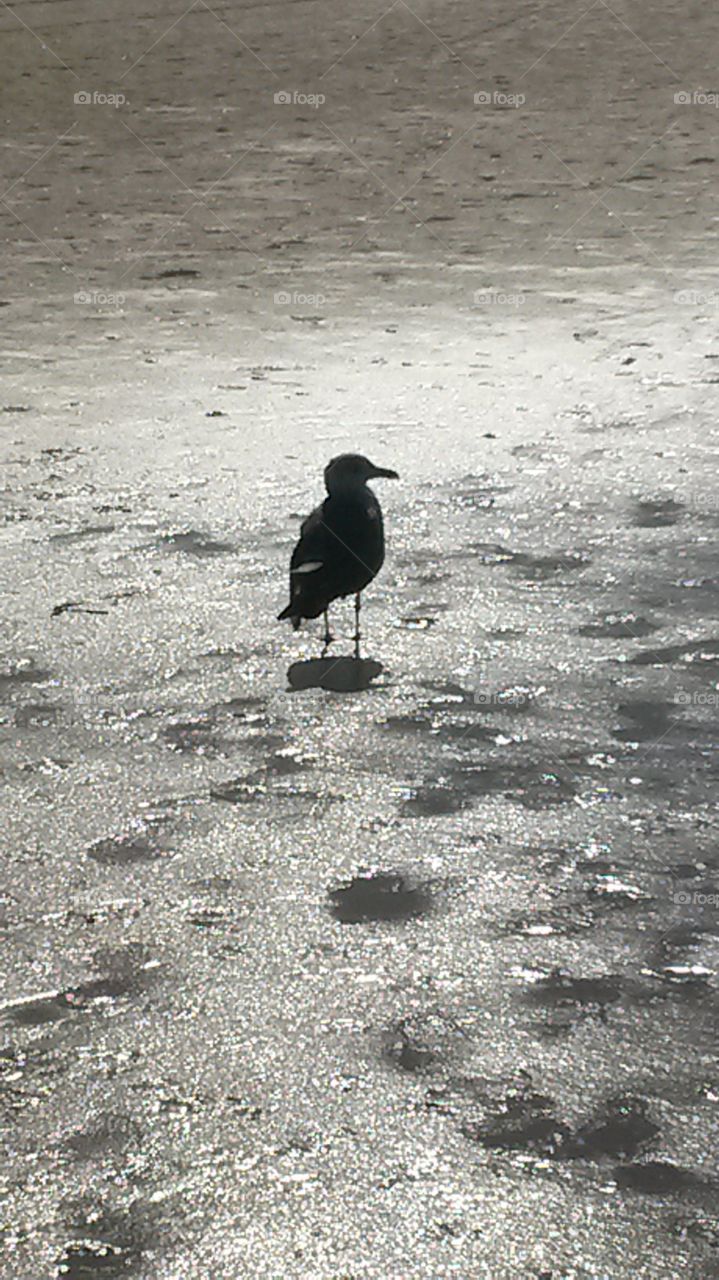 Bird, Water, No Person, Beach, Sand