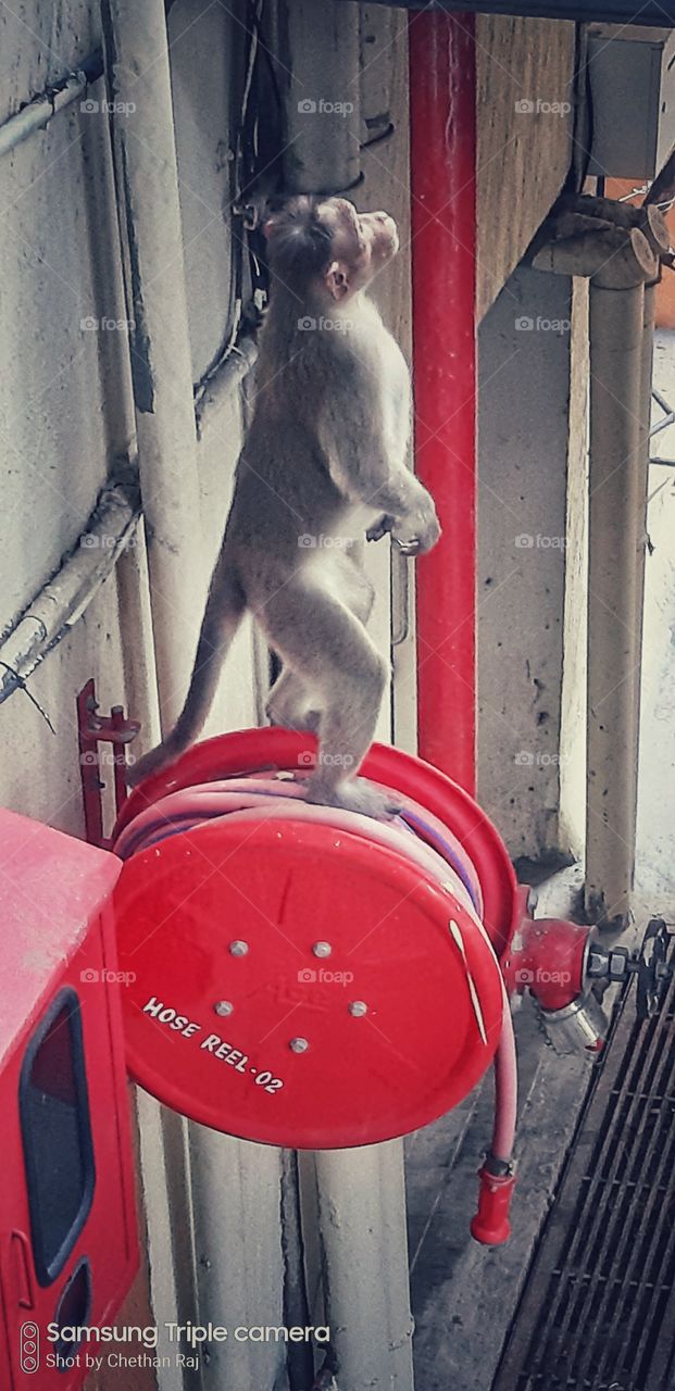 animals captured on camera