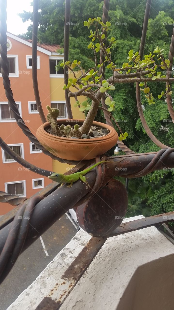 Lizard on a railings near a plant on a balcony