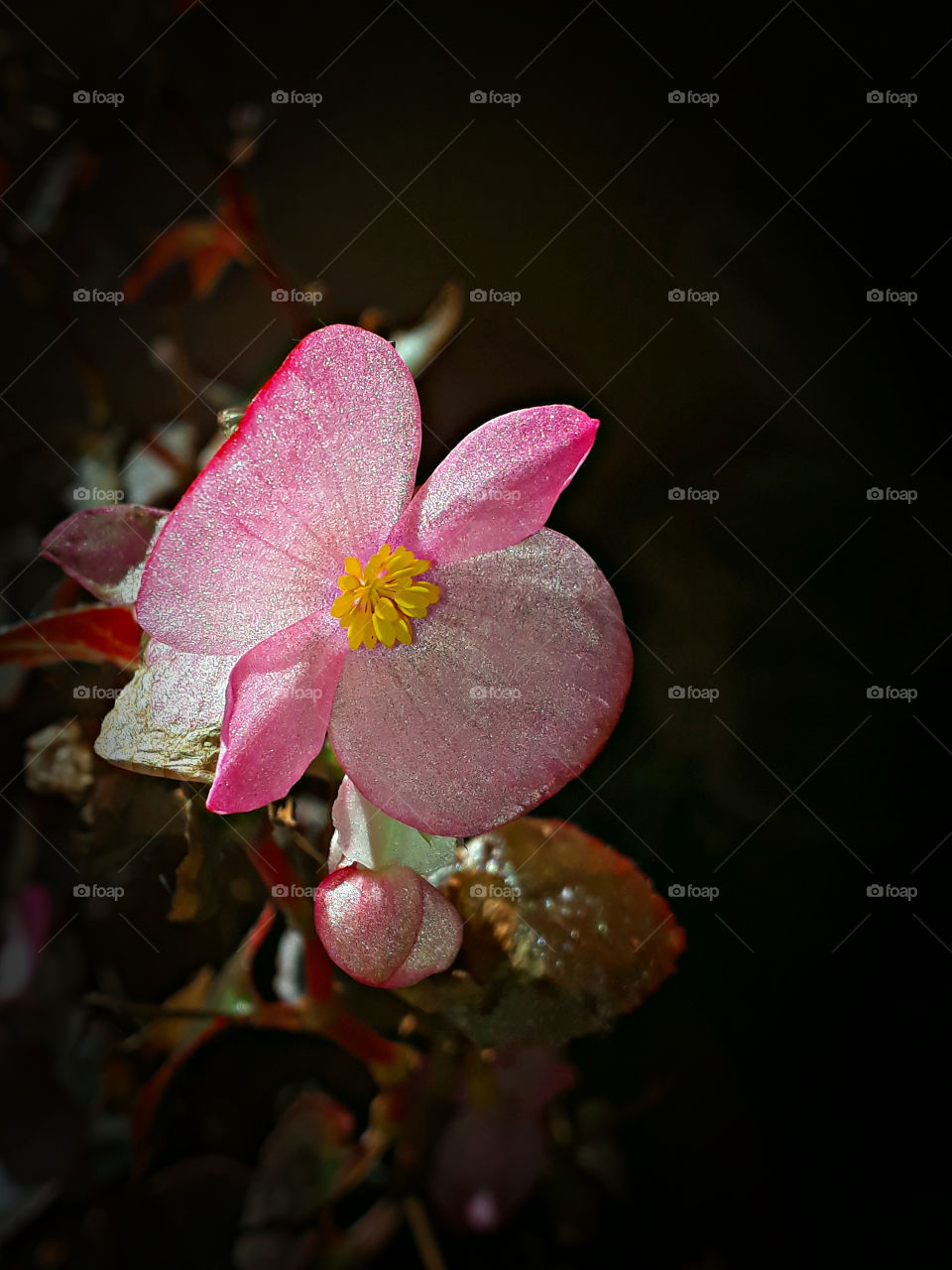 amazing flower pink 02