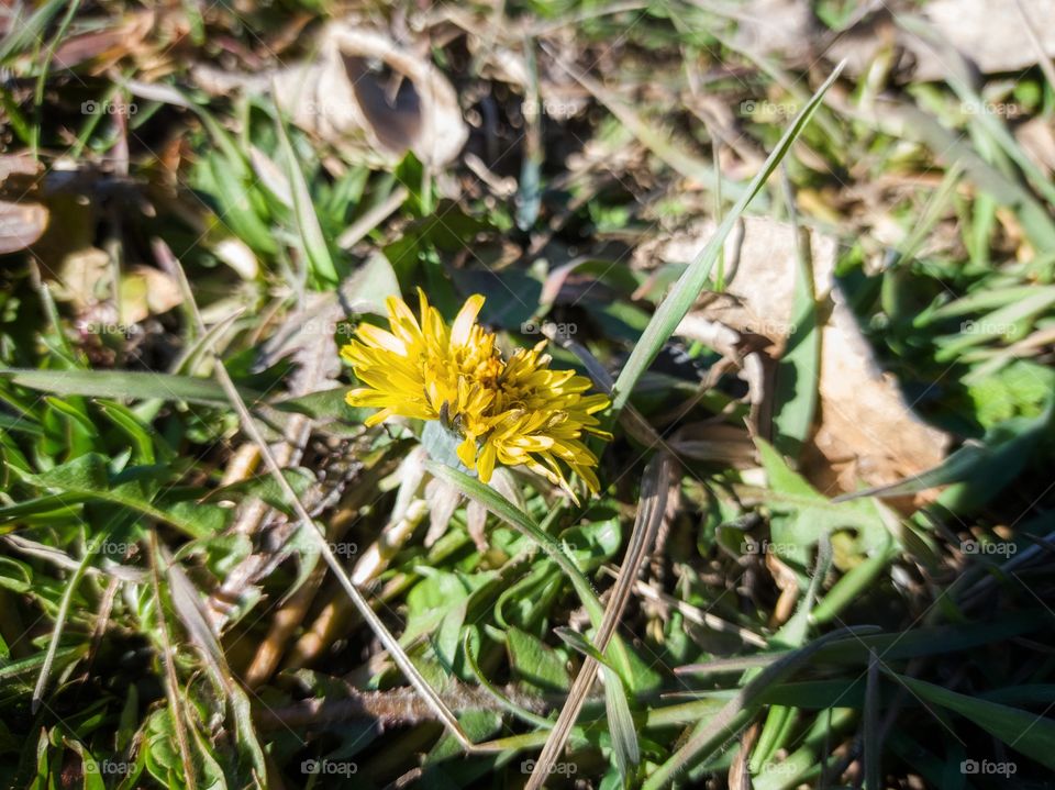 Dandelion on a sunny day. March, spring.