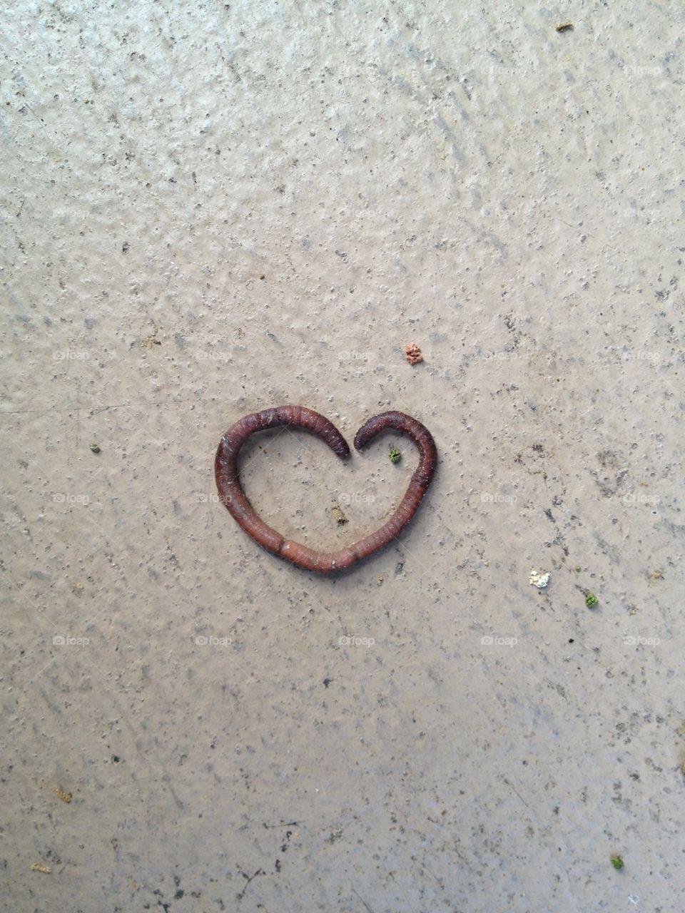 Heart worm