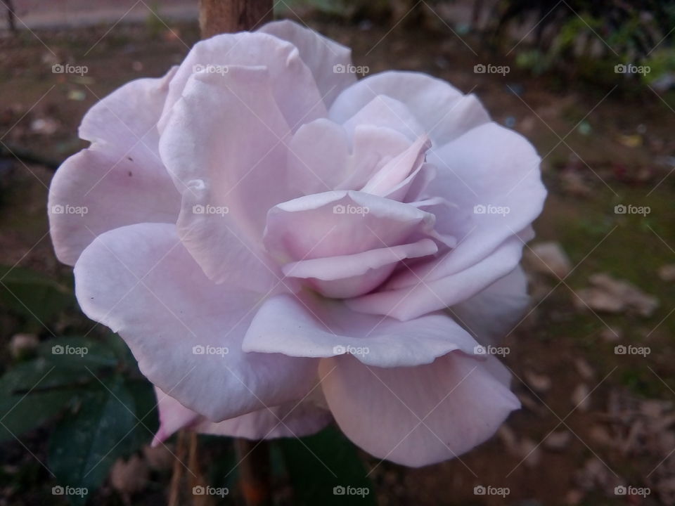 flower 2018-01-22 001 
#আমার_চোখে #আমার_গ্রাম #nature #flower 
#eukaryota #plantae #angiosperms #eudicots