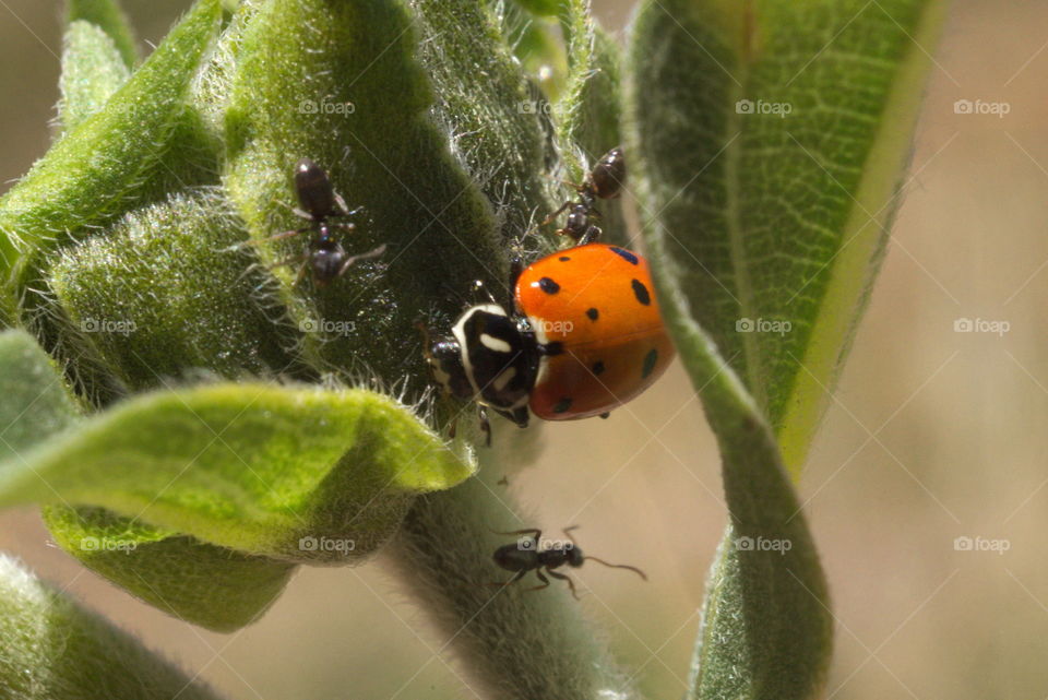 ladybug Carr Canyon Hereford Arizona