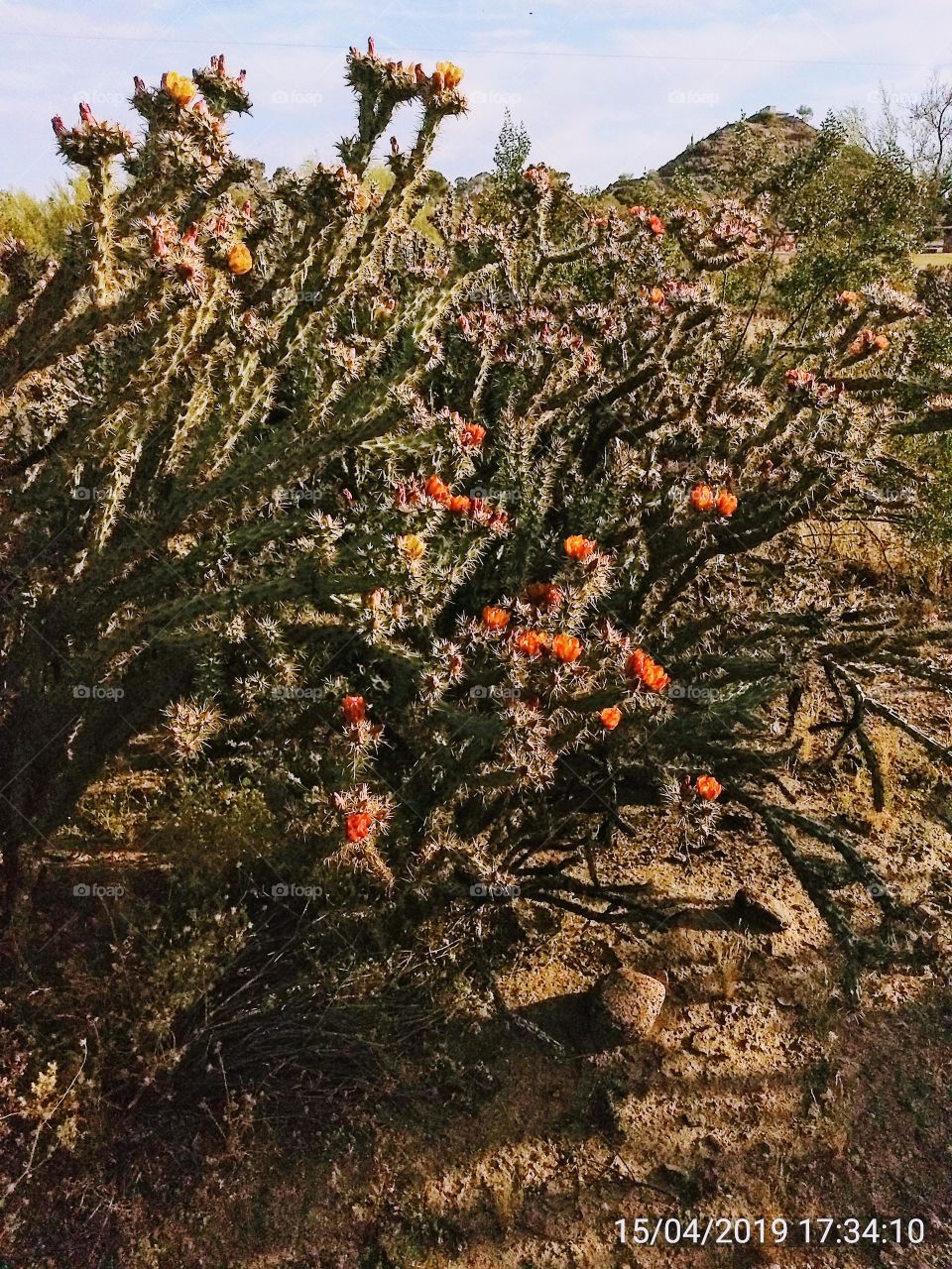 Cactus in full bloom at Az. Mtn. Preserve