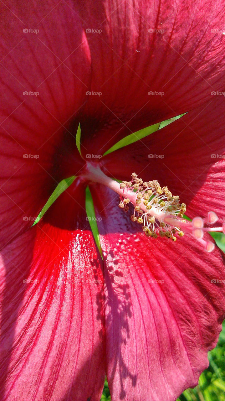 Red hibiscus flower macro