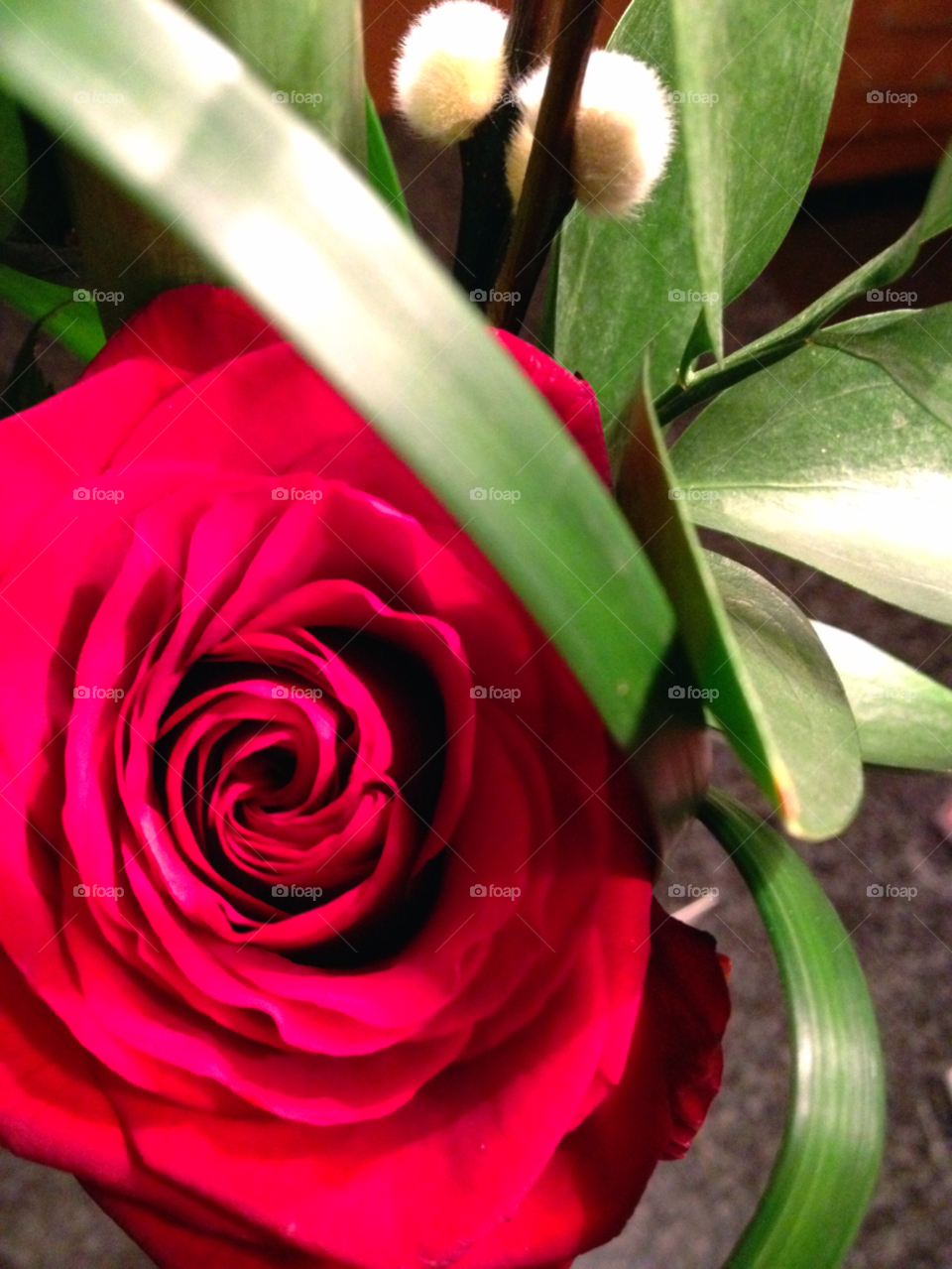sweden red rose ros by elluca