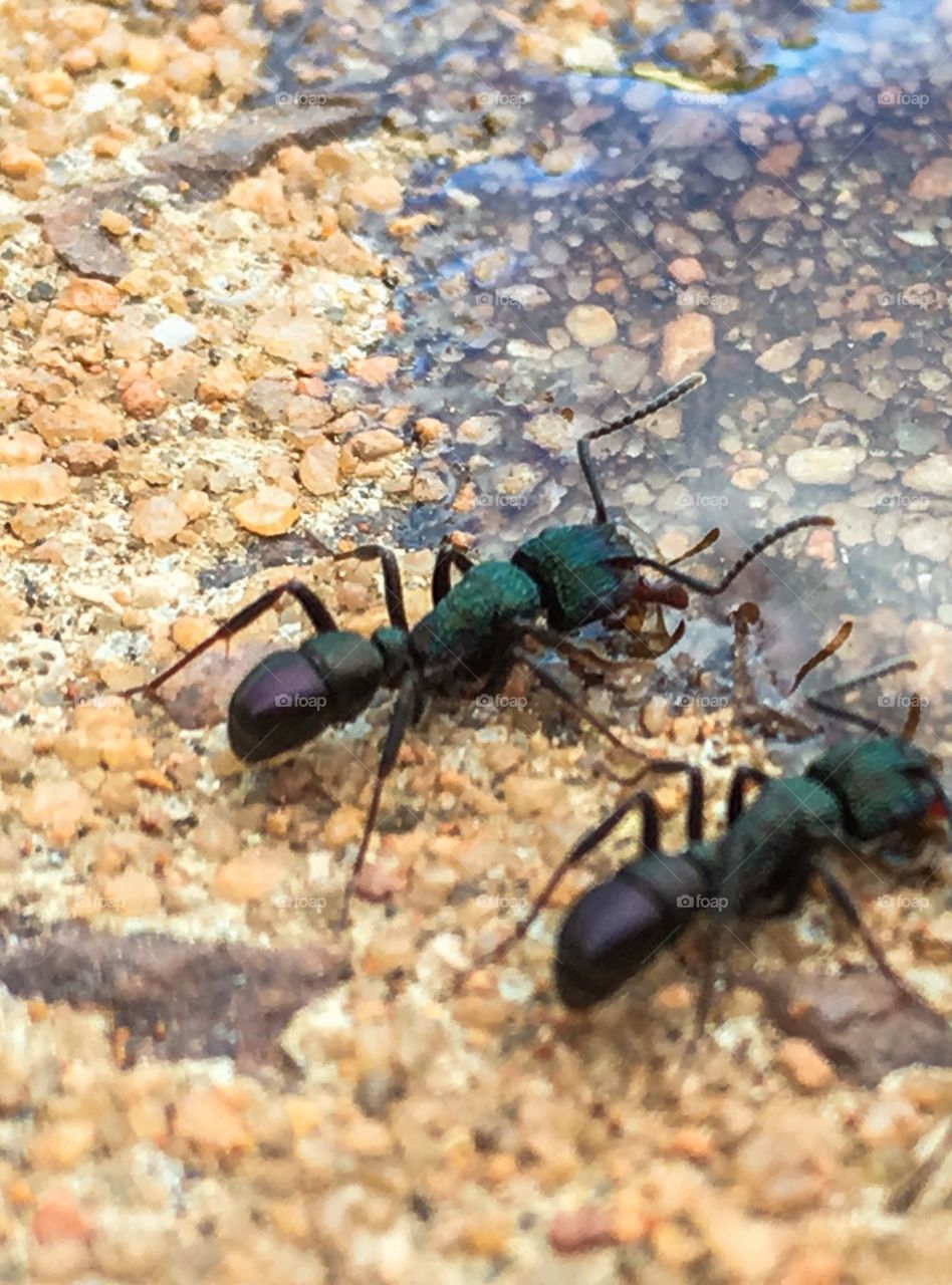 Close-up of working worker ants feeding in a pool of honey. Iridescent colours