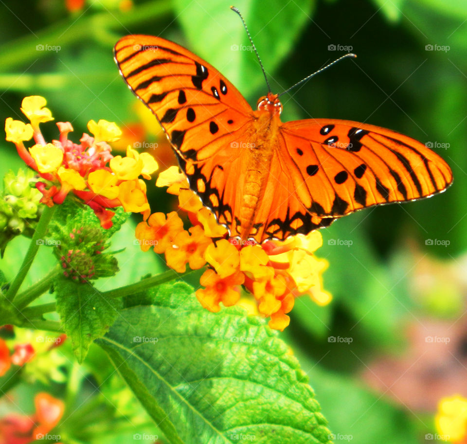 Butterfly pollinating on flower