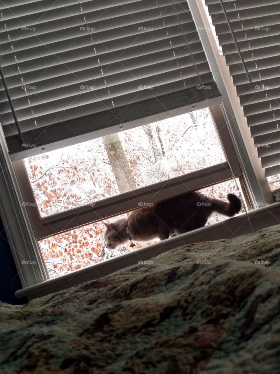 Cat in the Winter Window