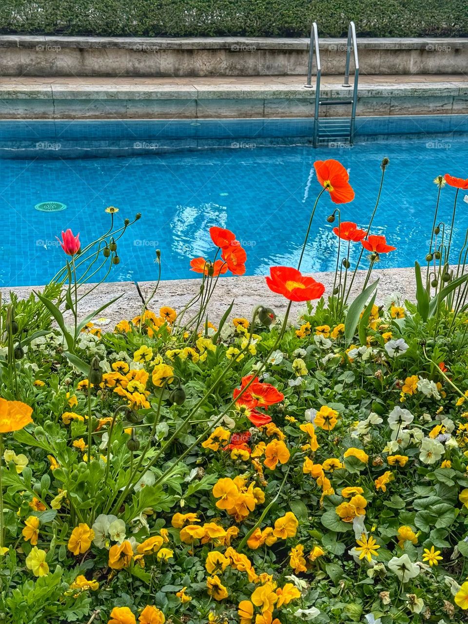 Spring afternoon in the pool 