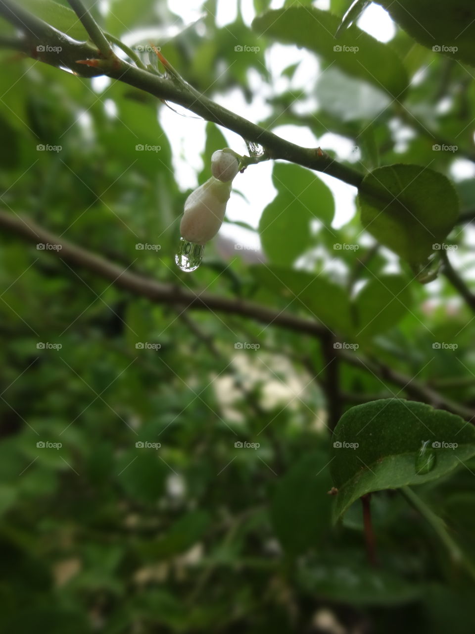 rain drops on lemon flower bud
