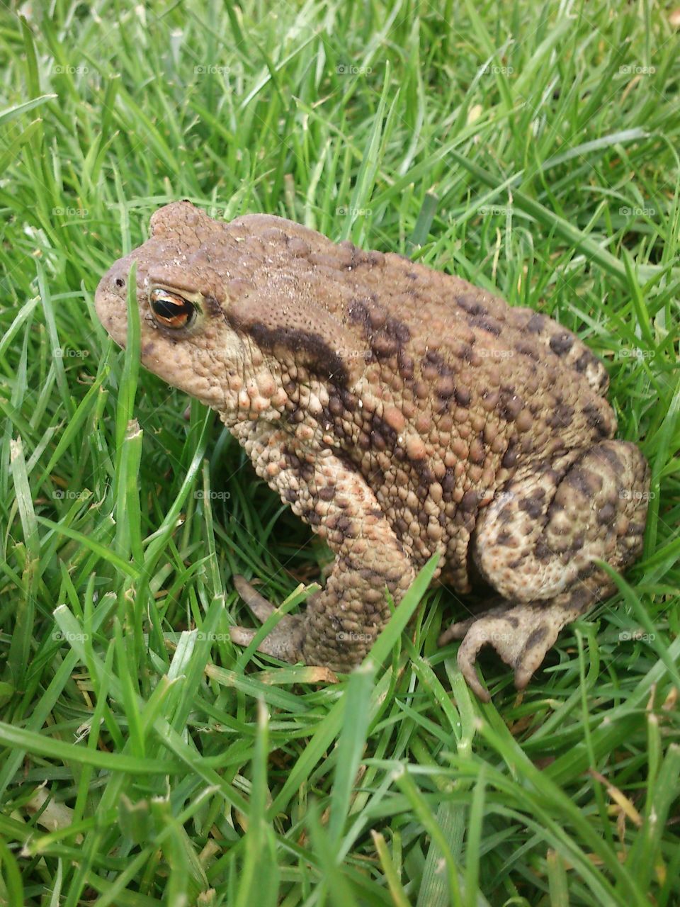 Frog in the grass