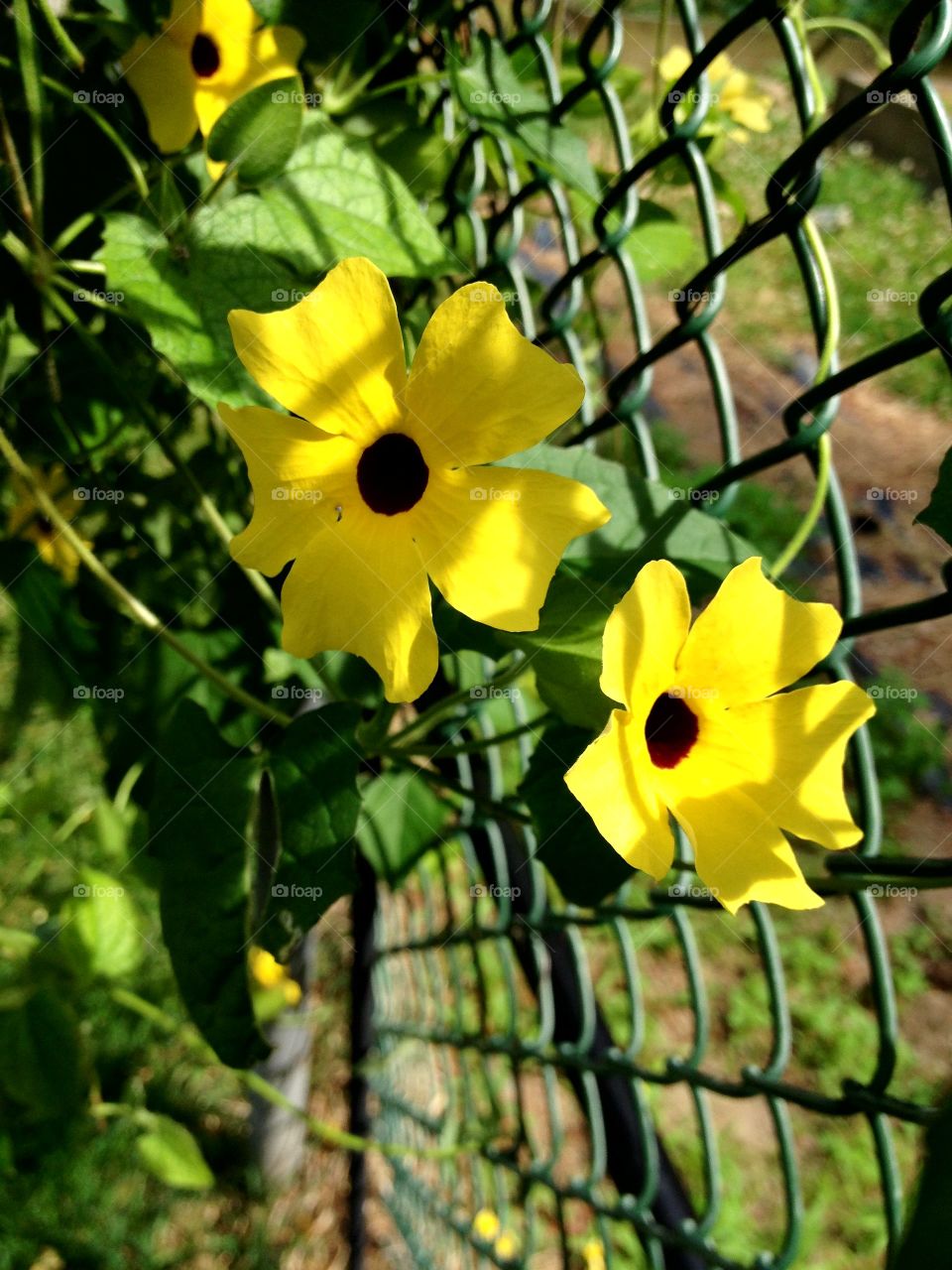 Yellow daisy style vine climbing chain link fence.