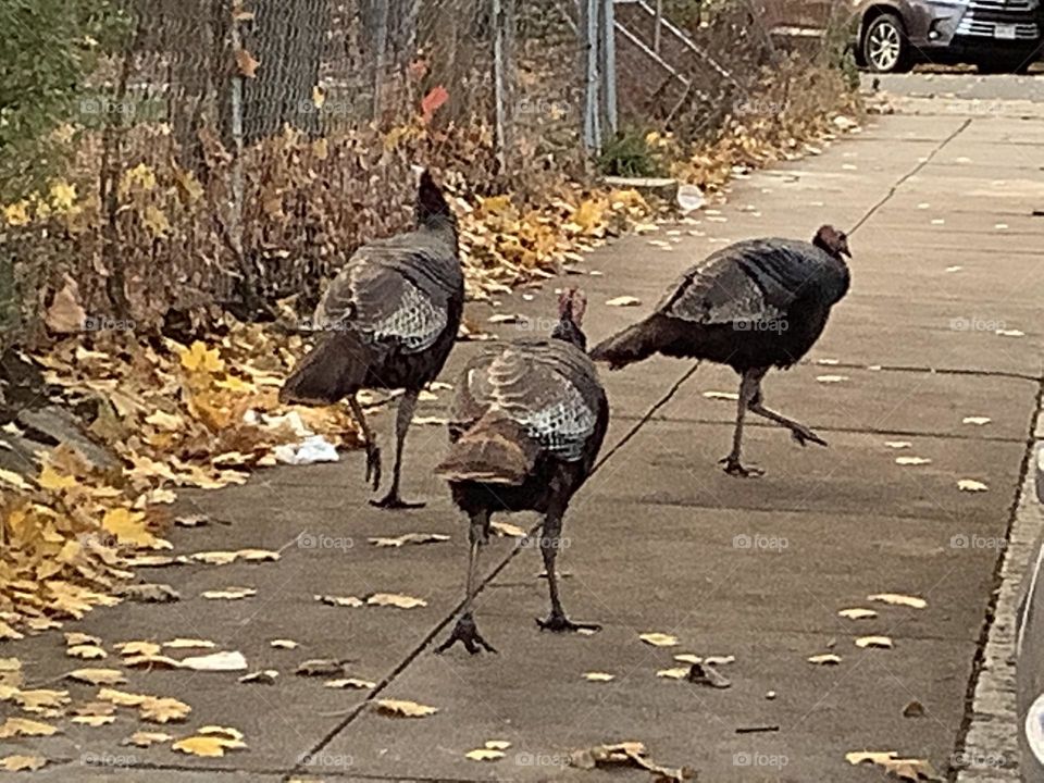 Headed to the T today. I was both grateful for the photo, yet annoyed by the “turkeys have the right of way”. What’s a girl to do? Take the shot of course!