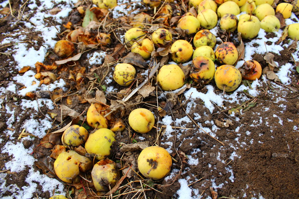 Yellow apples on the ground