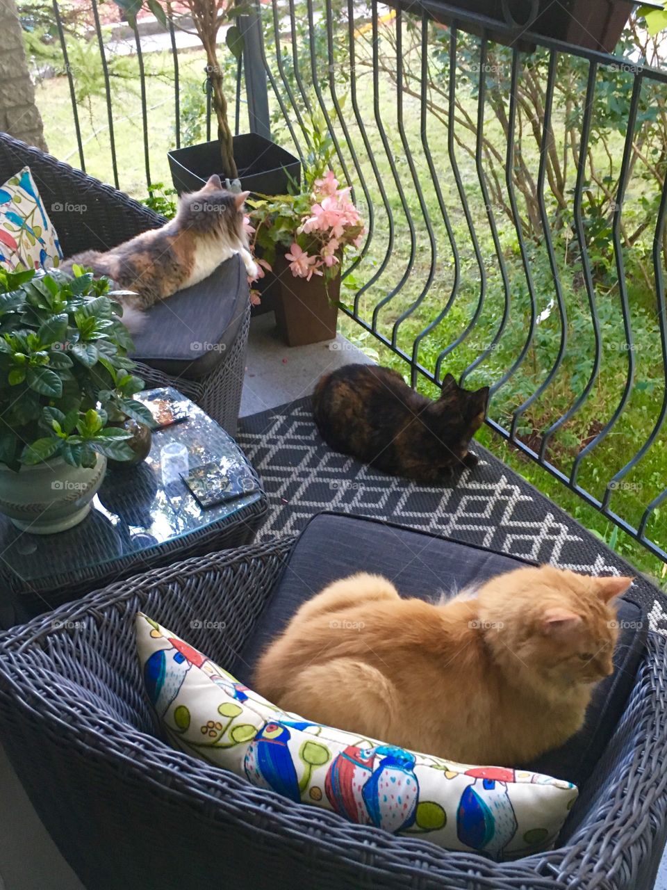 Cats taking over the balcony