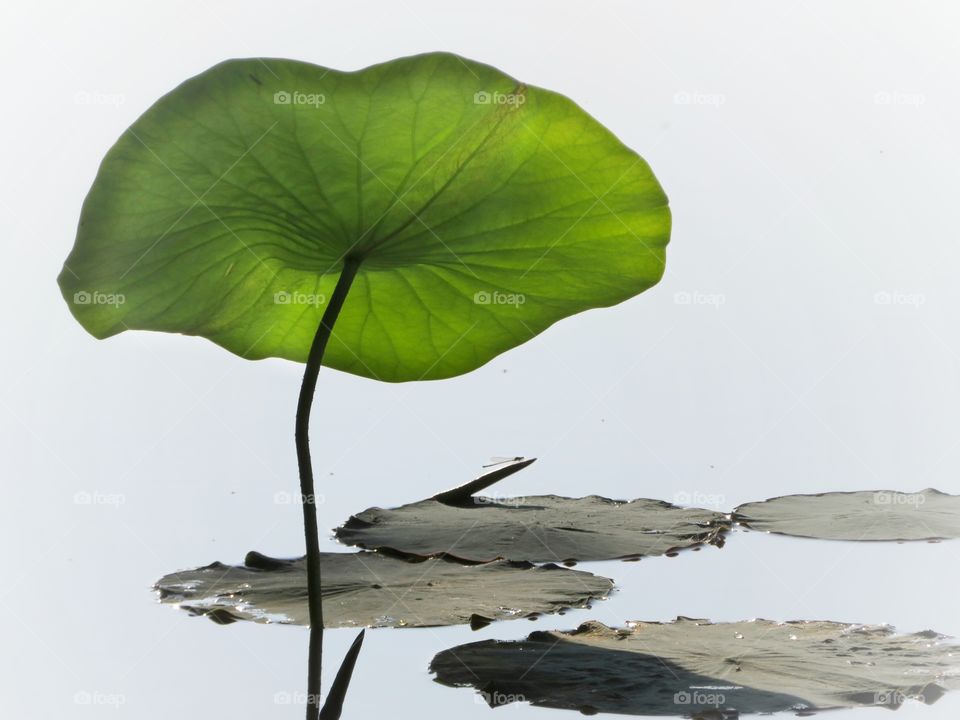 lotus leaf waterlily