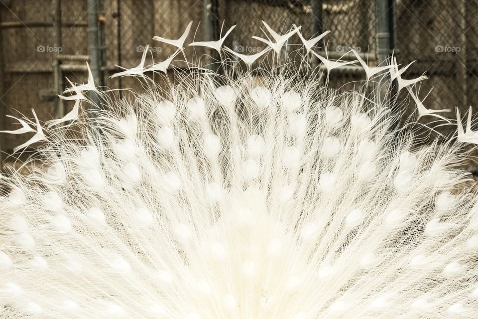 White Peacock feathers 