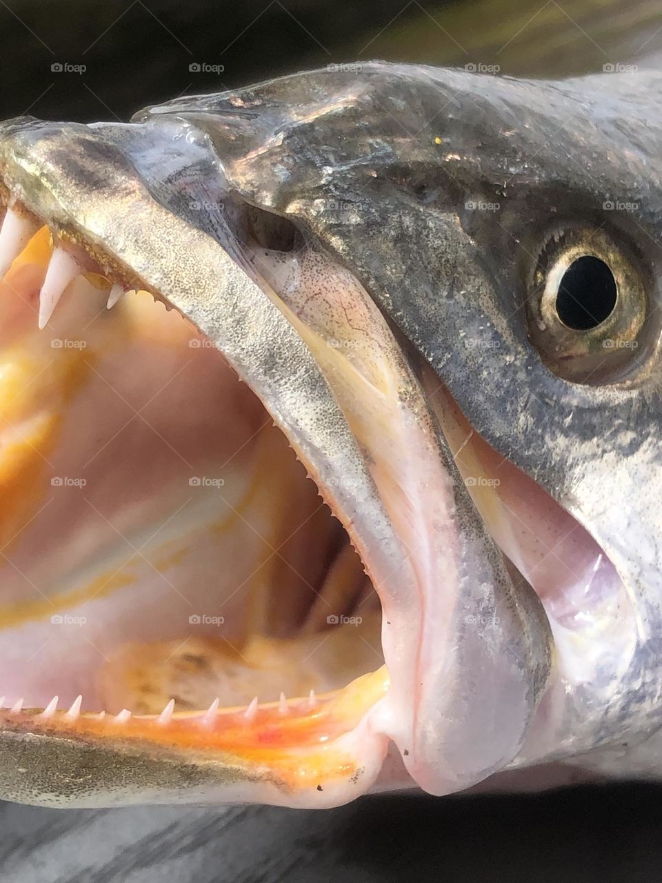 Caught a couple of trout (only two!) fishing down at the bay house in Texas- this guy was huge and posed for the camera!! Dinner was good that night 😉