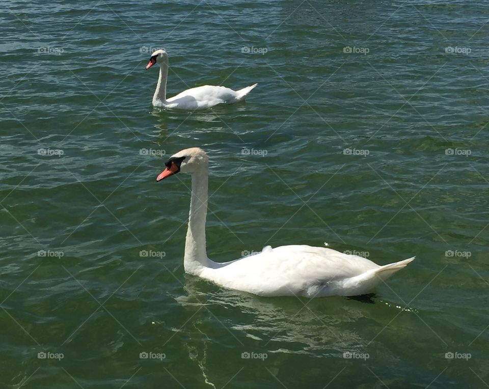 Two Swans