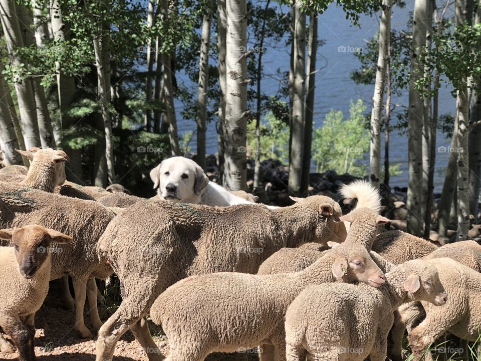 Dog sheep herder