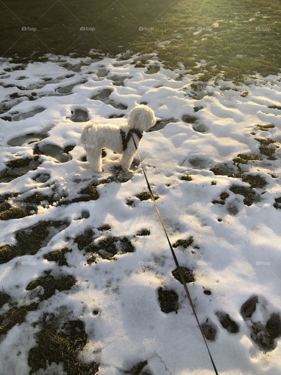 Pupper and early snow 