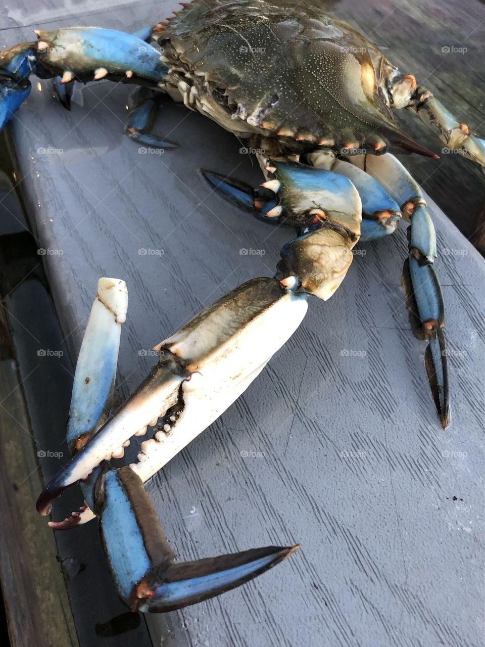 We also did some crabbing off the dock at the bay house in Texas. Managed to catch quite a few and they go in the bucket. Well this guy ripped off another ones claw! But…. It made for a good photo opp and yes we are well that night!